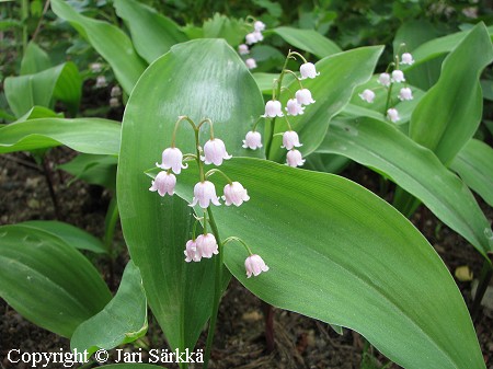 Kielo, Convallaria majalis 'Rosea'